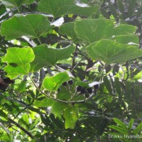 Cissus heyneana Steud.
